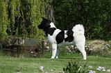 AKITA AMERICAIN 439